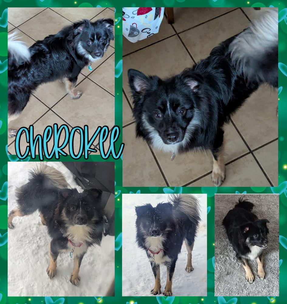 Enlarge Cherokee, a Adoptable mixed breed in Amherst, NY image 2/5