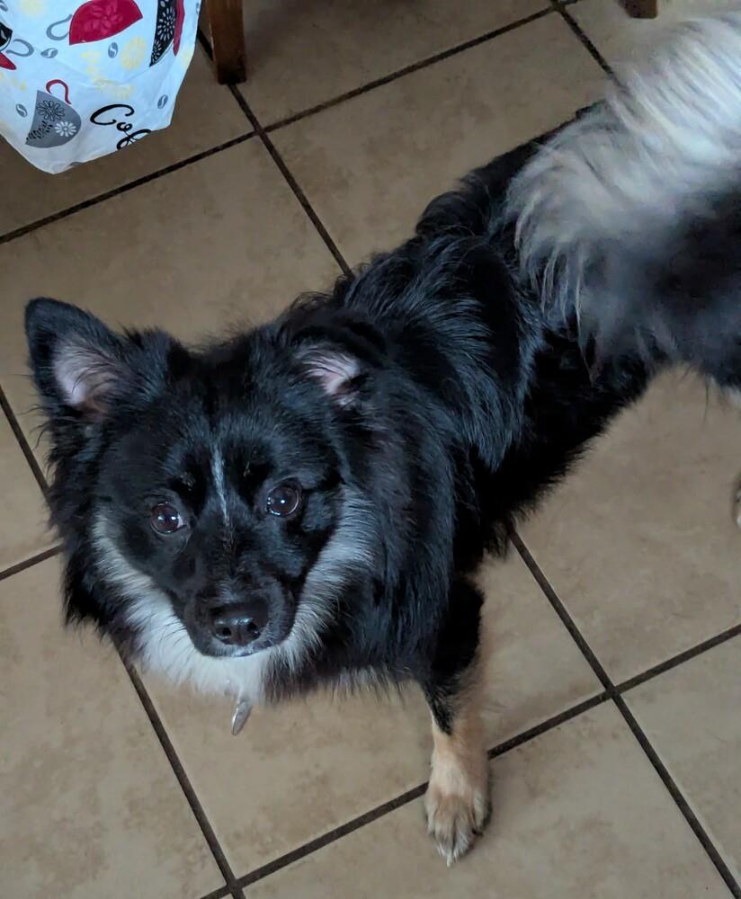 Enlarge Cherokee, a Adoptable mixed breed in Amherst, NY image 3/5