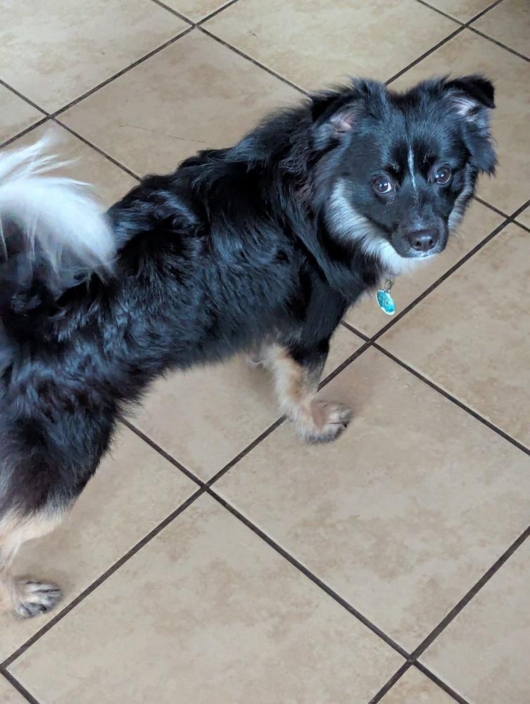 Enlarge Cherokee, a Adoptable mixed breed in Amherst, NY image 4/5