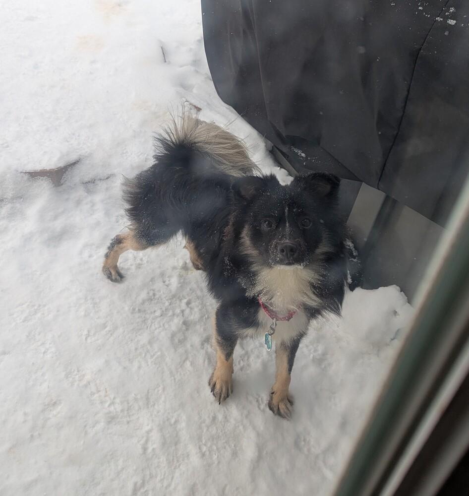 Enlarge Cherokee, a Adoptable mixed breed in Amherst, NY image 5/5