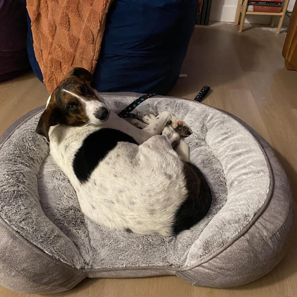 Ben, Adoptable, Adult Male Beagle & Mixed Breed.