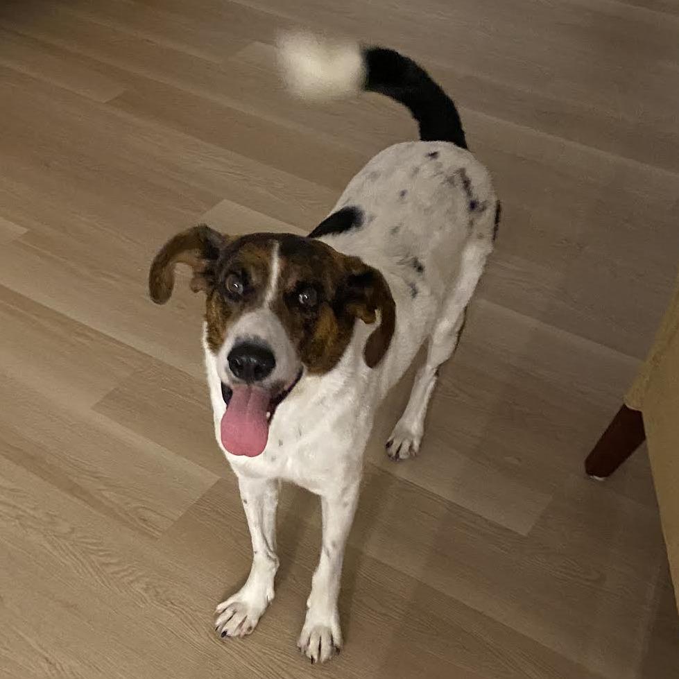 Enlarge Ben, a Adoptable mixed breed in Bellingham, WA image 2/5