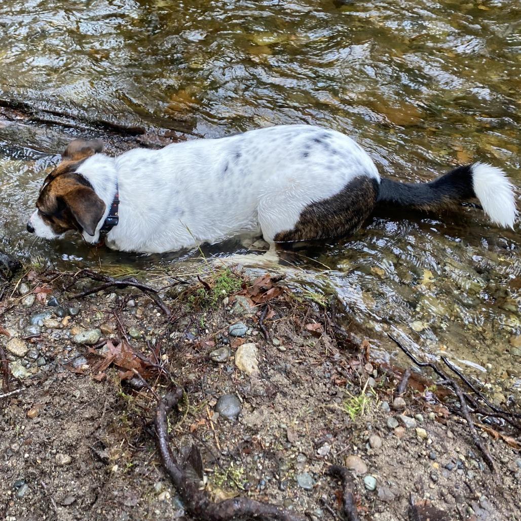 Enlarge Ben, a Adoptable mixed breed in Bellingham, WA image 3/5