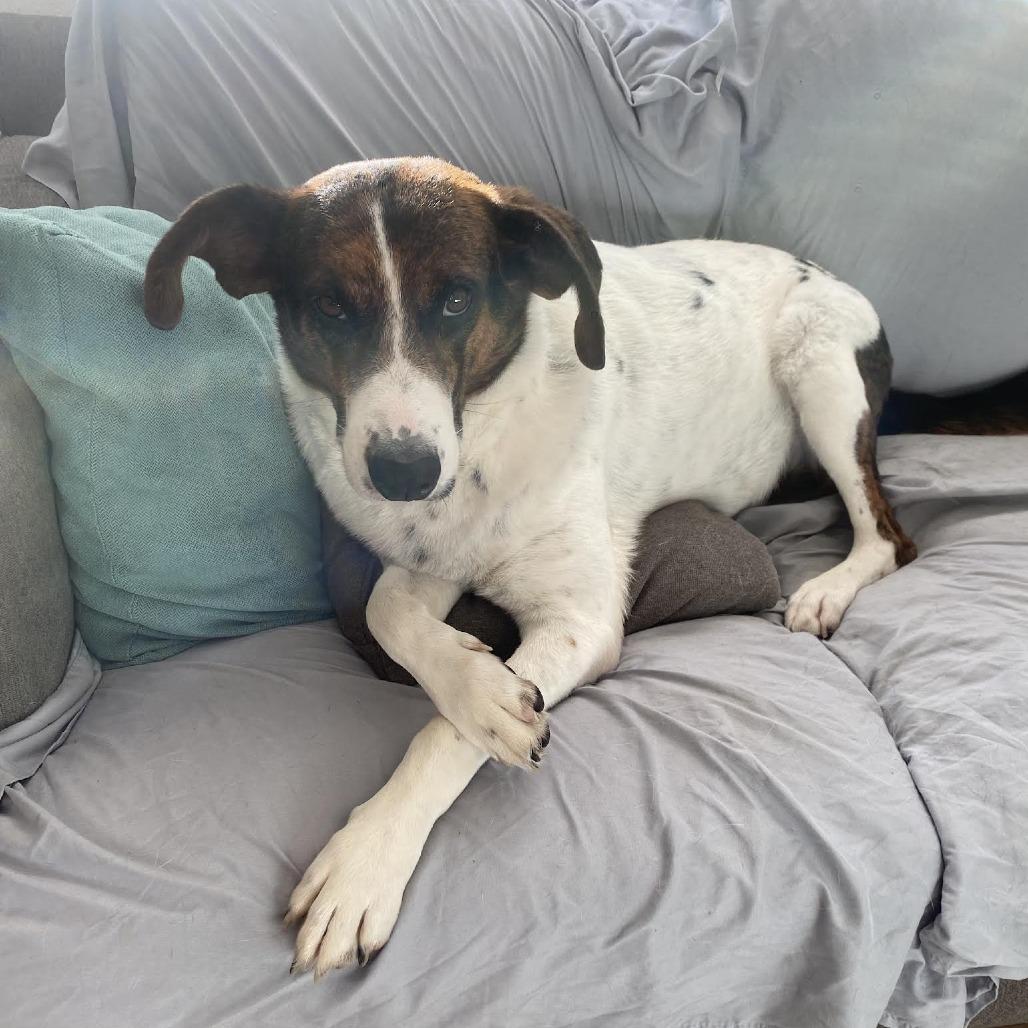 Enlarge Ben, a Adoptable mixed breed in Bellingham, WA image 4/5