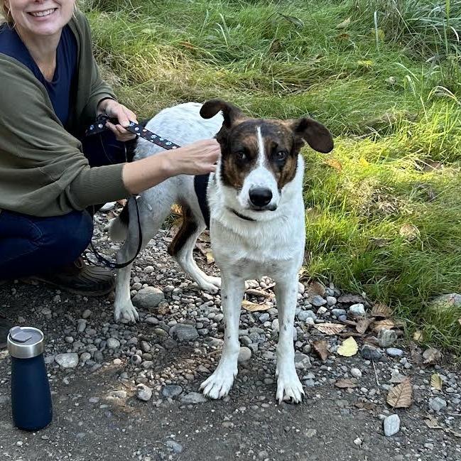 Enlarge Ben, a Adoptable mixed breed in Bellingham, WA image 5/5