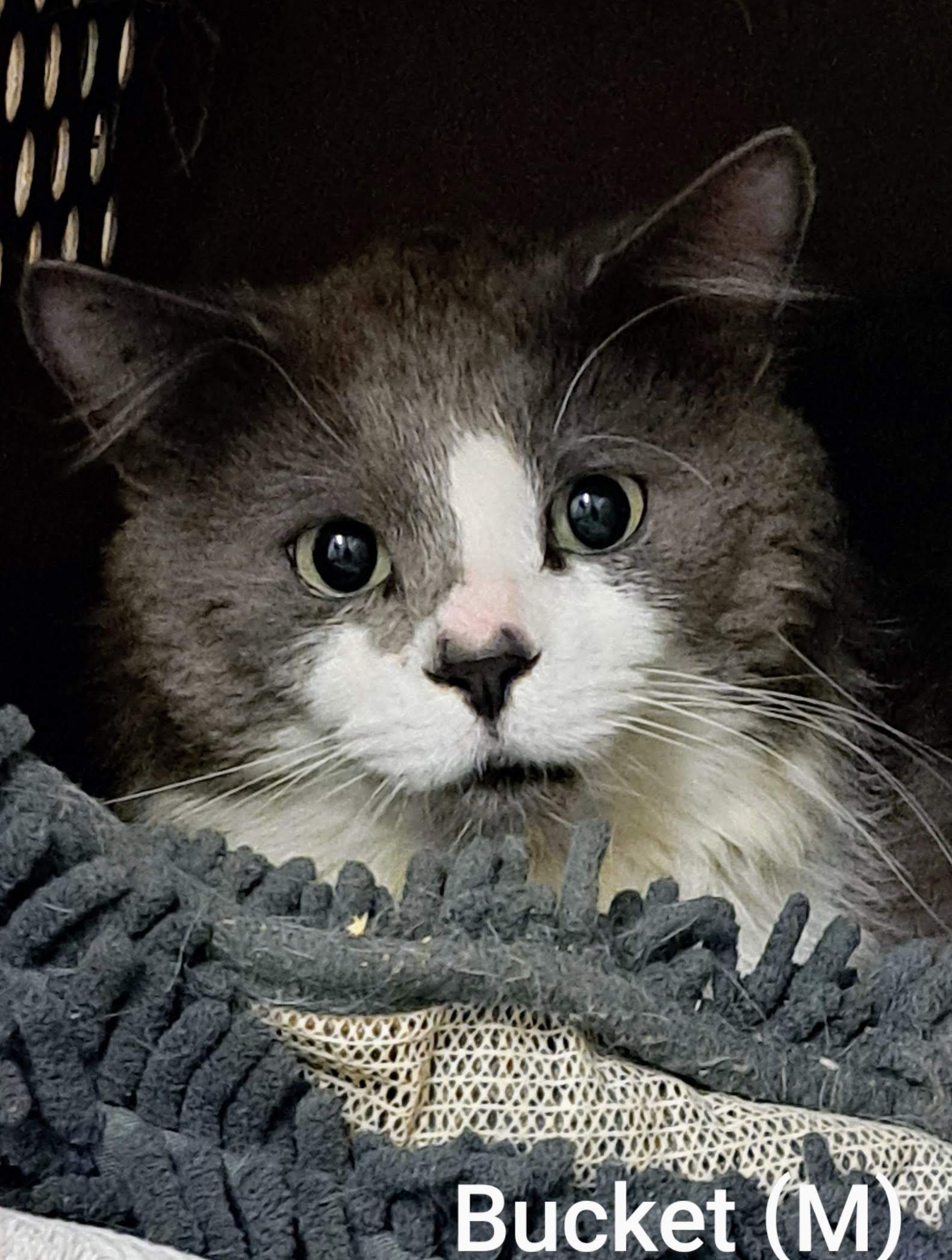 Bucket, an adopted Domestic Long Hair in Maple Ridge, BC_image-1