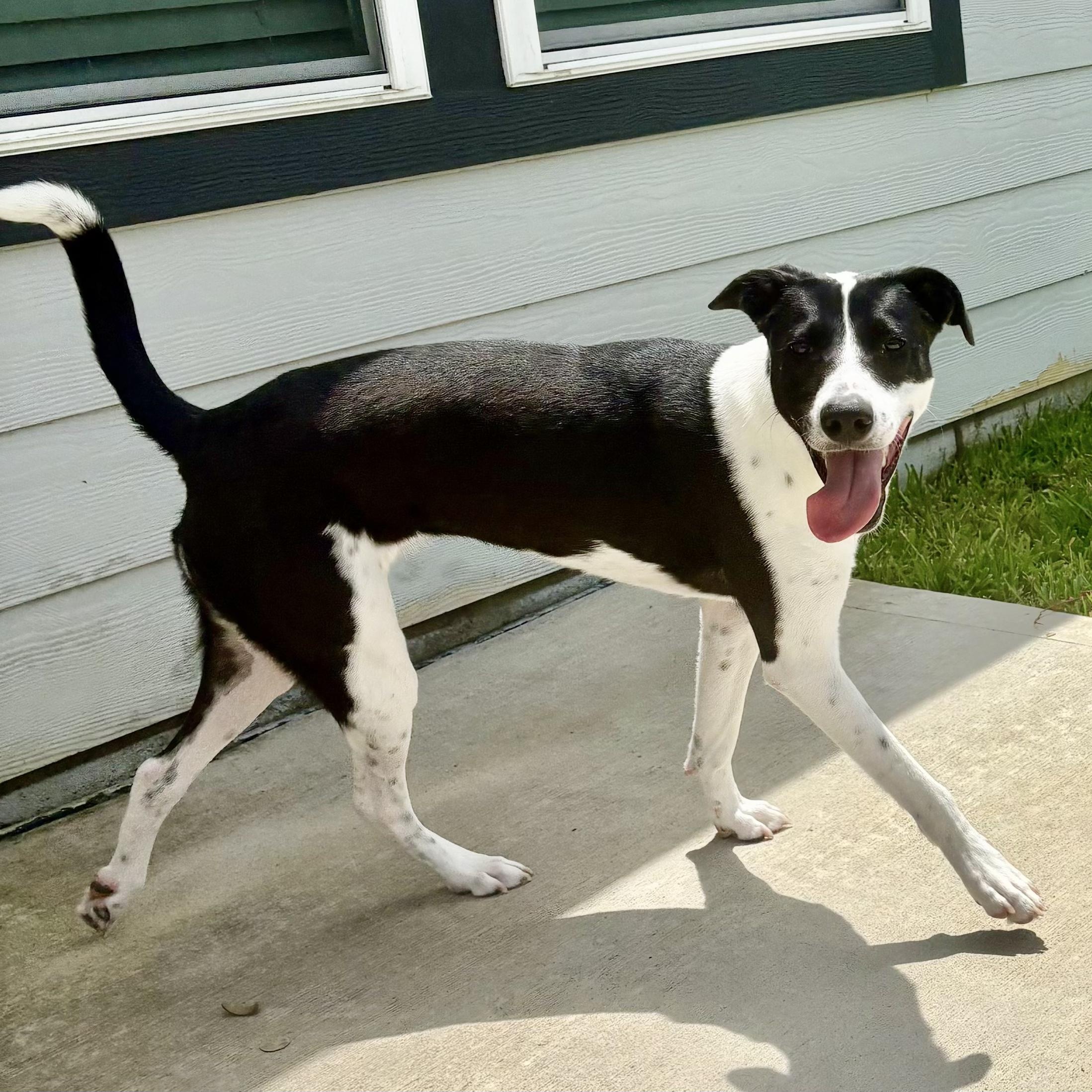 Enlarge Candy (Julia), a Adopted mixed breed in Grapevine, TX image 2/5