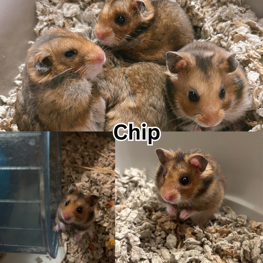 Chip, adopted, Baby Male Hamster.
