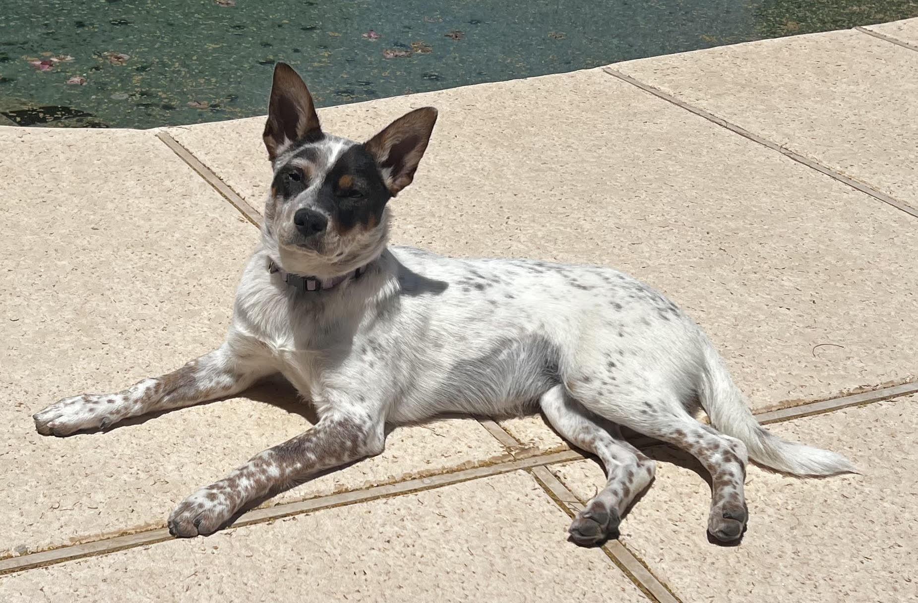 Maple, an adoptable Australian Cattle Dog / Blue Heeler in Scottsdale, AZ, 85262 | Photo Image 2