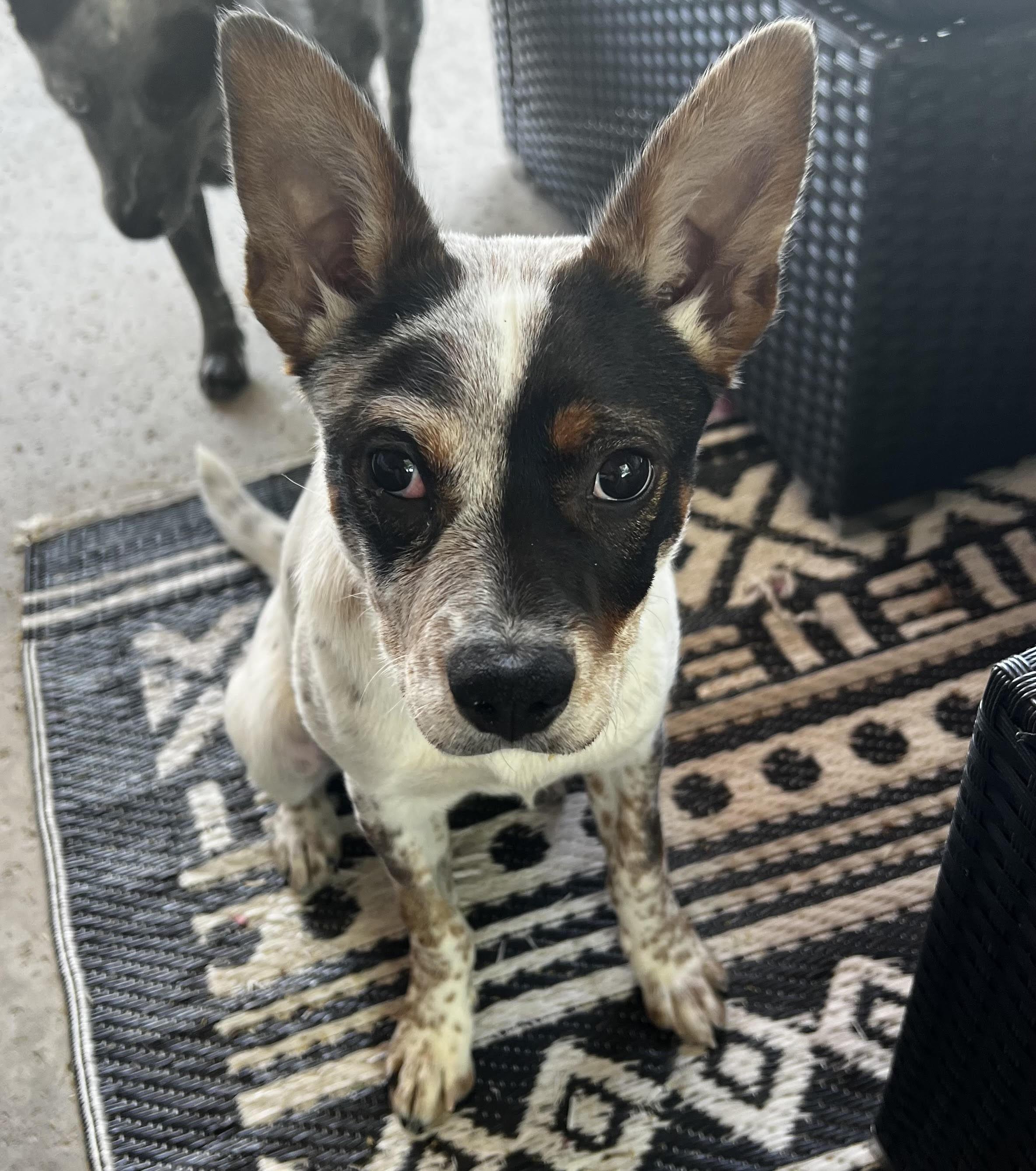 Maple, an adoptable Australian Cattle Dog / Blue Heeler in Scottsdale, AZ, 85262 | Photo Image 3