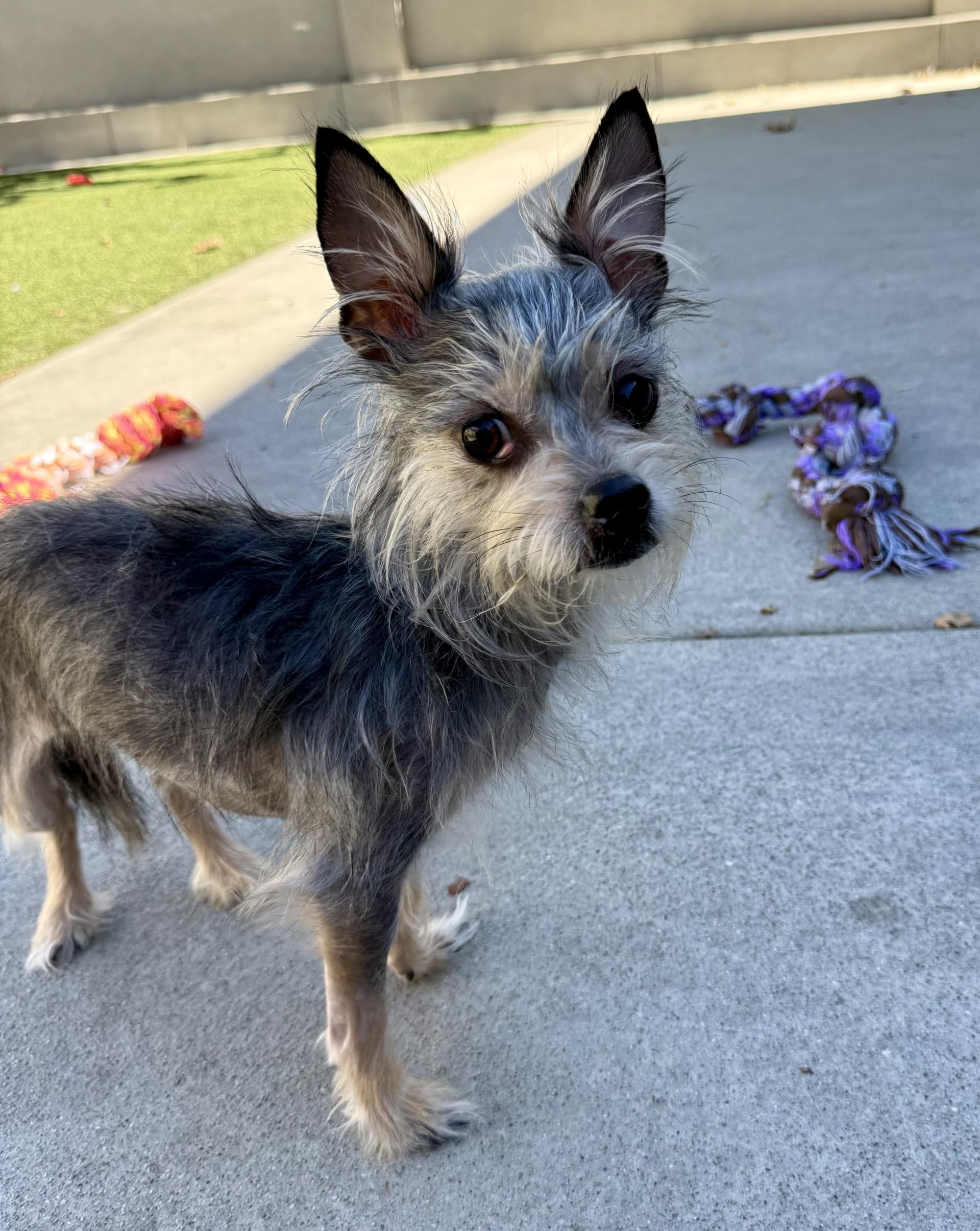 Enlarge Lilith, a Adoptable mixed breed in Los Alamitos, CA image 5/6