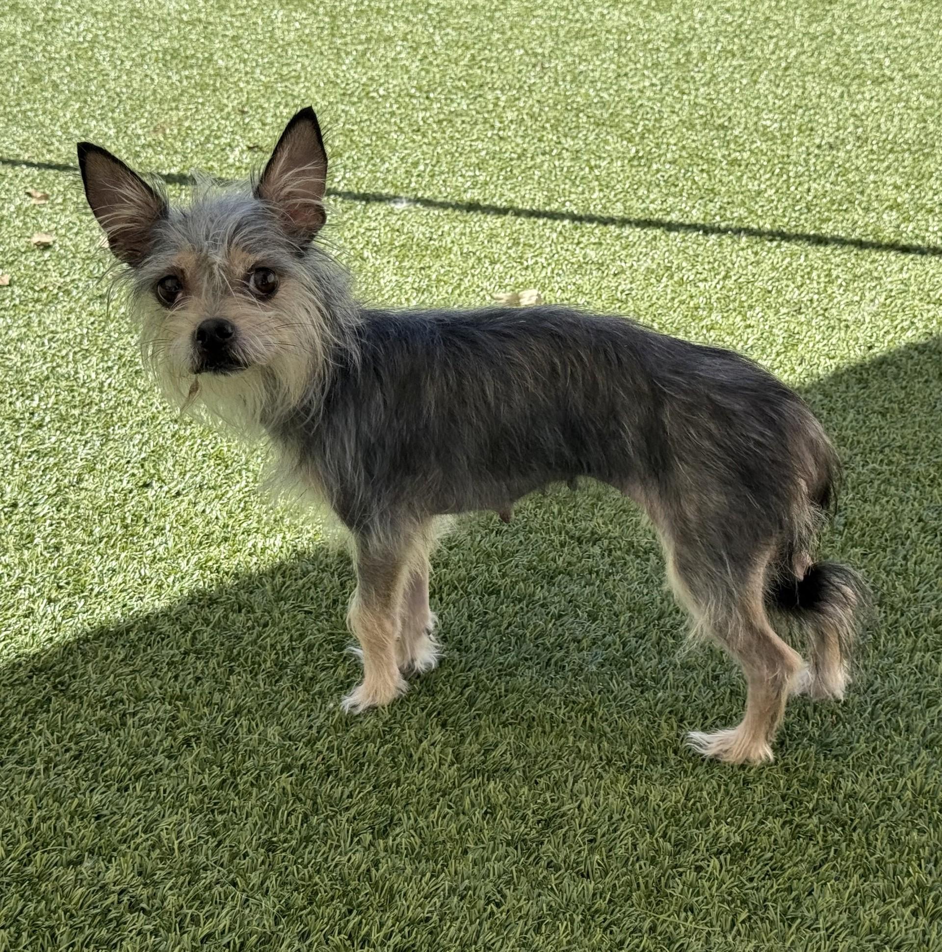 Enlarge Lilith, a Adoptable mixed breed in Los Alamitos, CA image 4/6