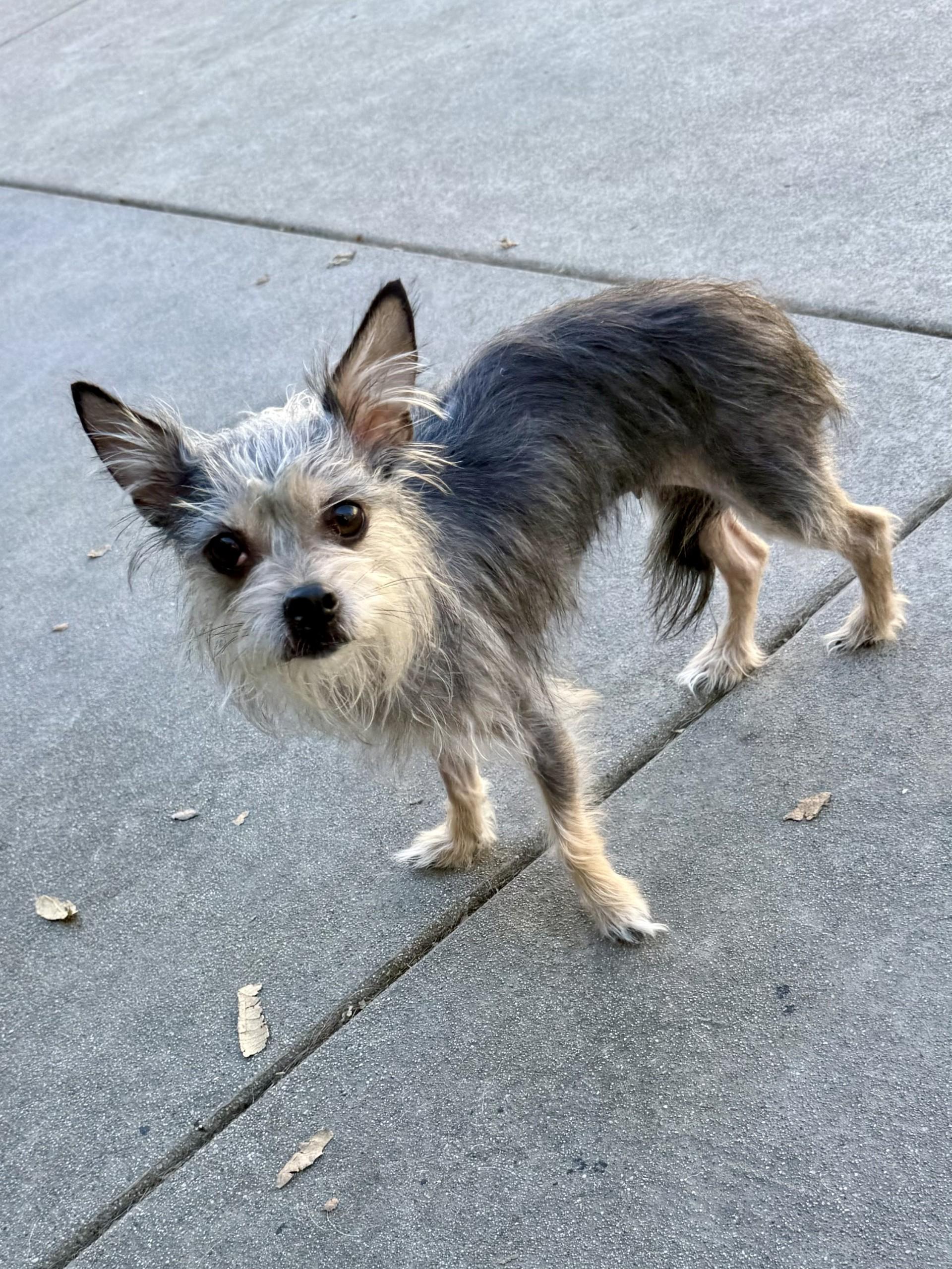 Enlarge Lilith, a Adoptable mixed breed in Los Alamitos, CA image 6/6