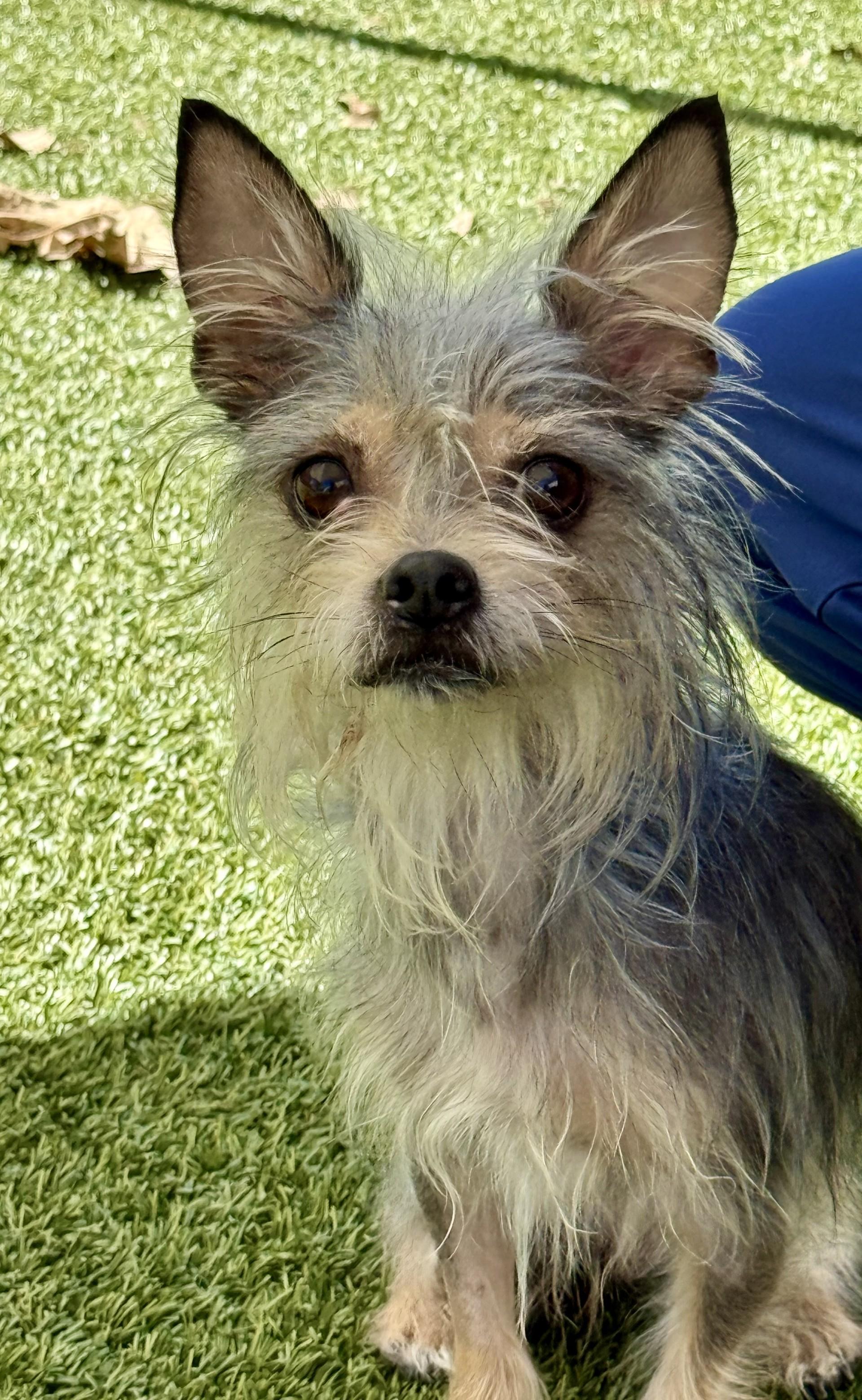Enlarge Lilith, a Adoptable mixed breed in Los Alamitos, CA image 2/6