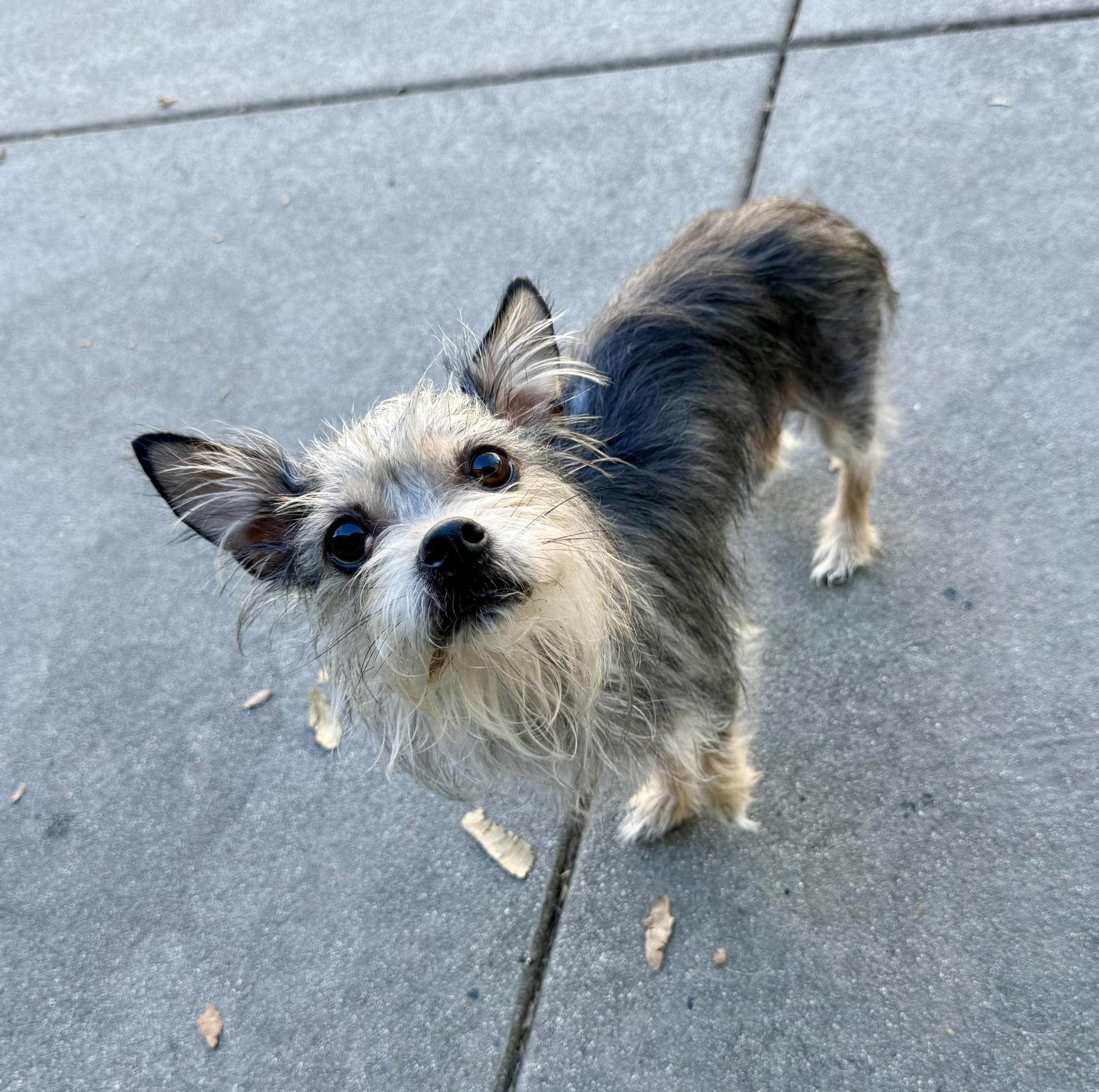 Enlarge Lilith, a Adoptable mixed breed in Los Alamitos, CA image 3/6
