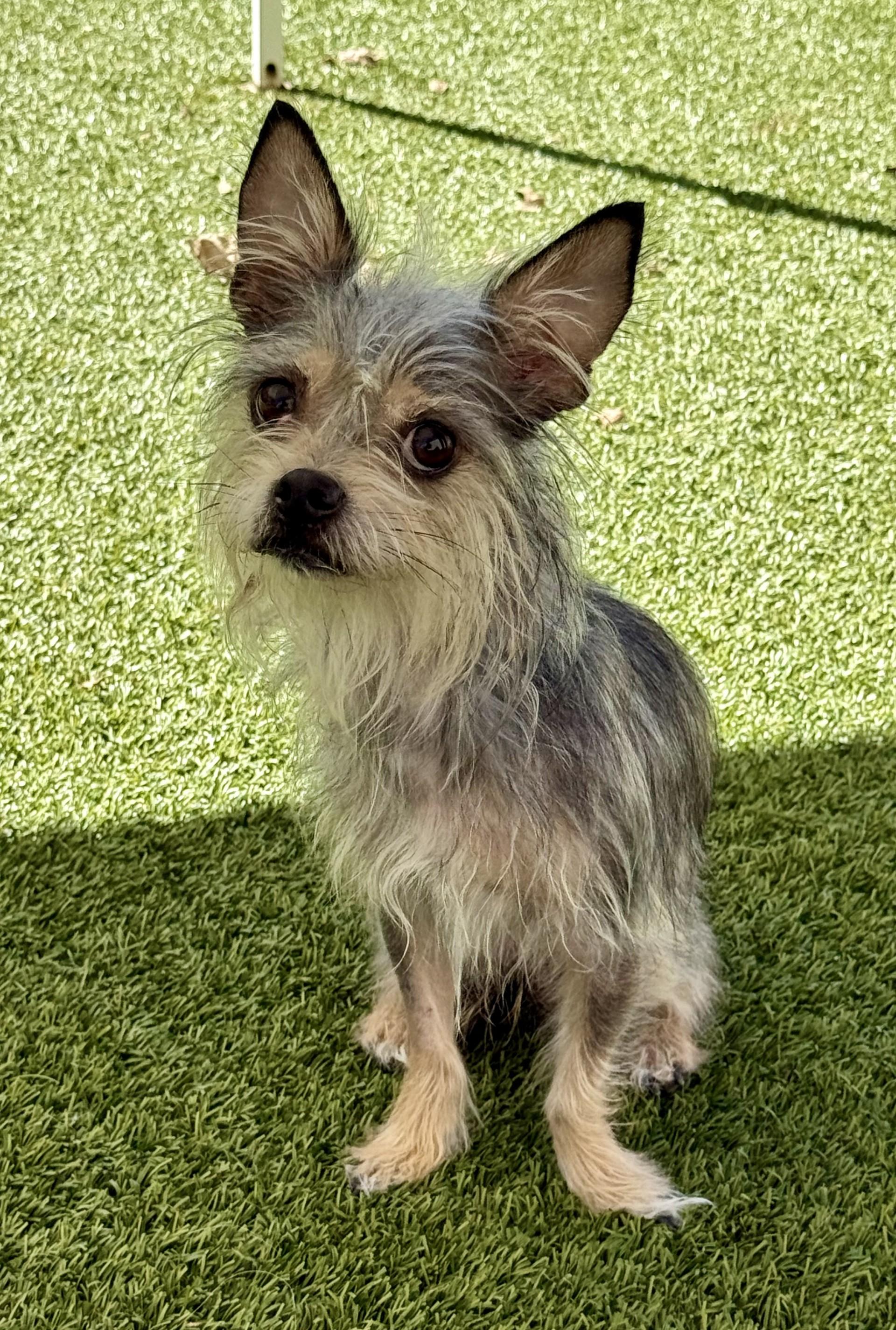 Enlarge Lilith, a Adoptable mixed breed in Los Alamitos, CA image 1/6