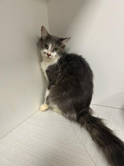 Enlarge Angelica, a Adopted mixed breed in Greenfield, IN image 1/2