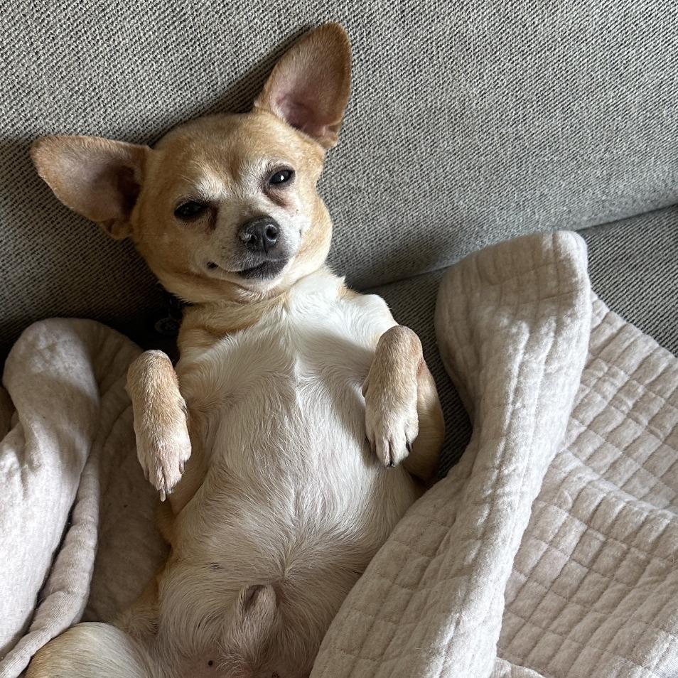 Herschel, a Adoptable Chihuahua in Brooklyn, NY image 1/6
