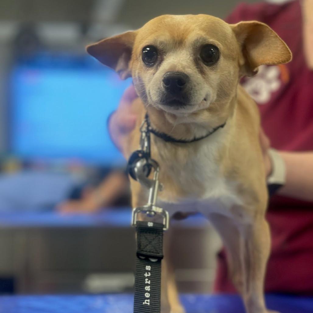 Herschel, a Adoptable Chihuahua in Brooklyn, NY image 2/6