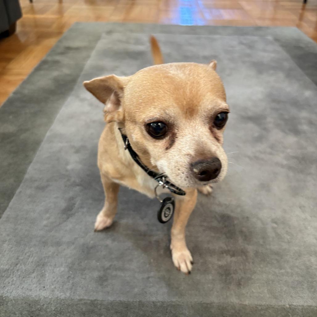 Herschel, a Adoptable Chihuahua in Brooklyn, NY image 3/6
