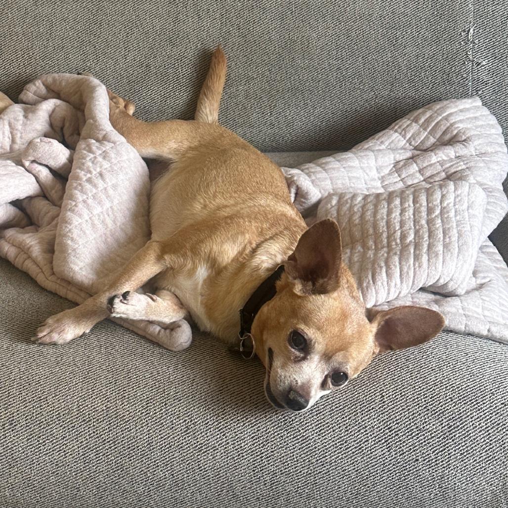 Herschel, a Adoptable Chihuahua in Brooklyn, NY image 4/6
