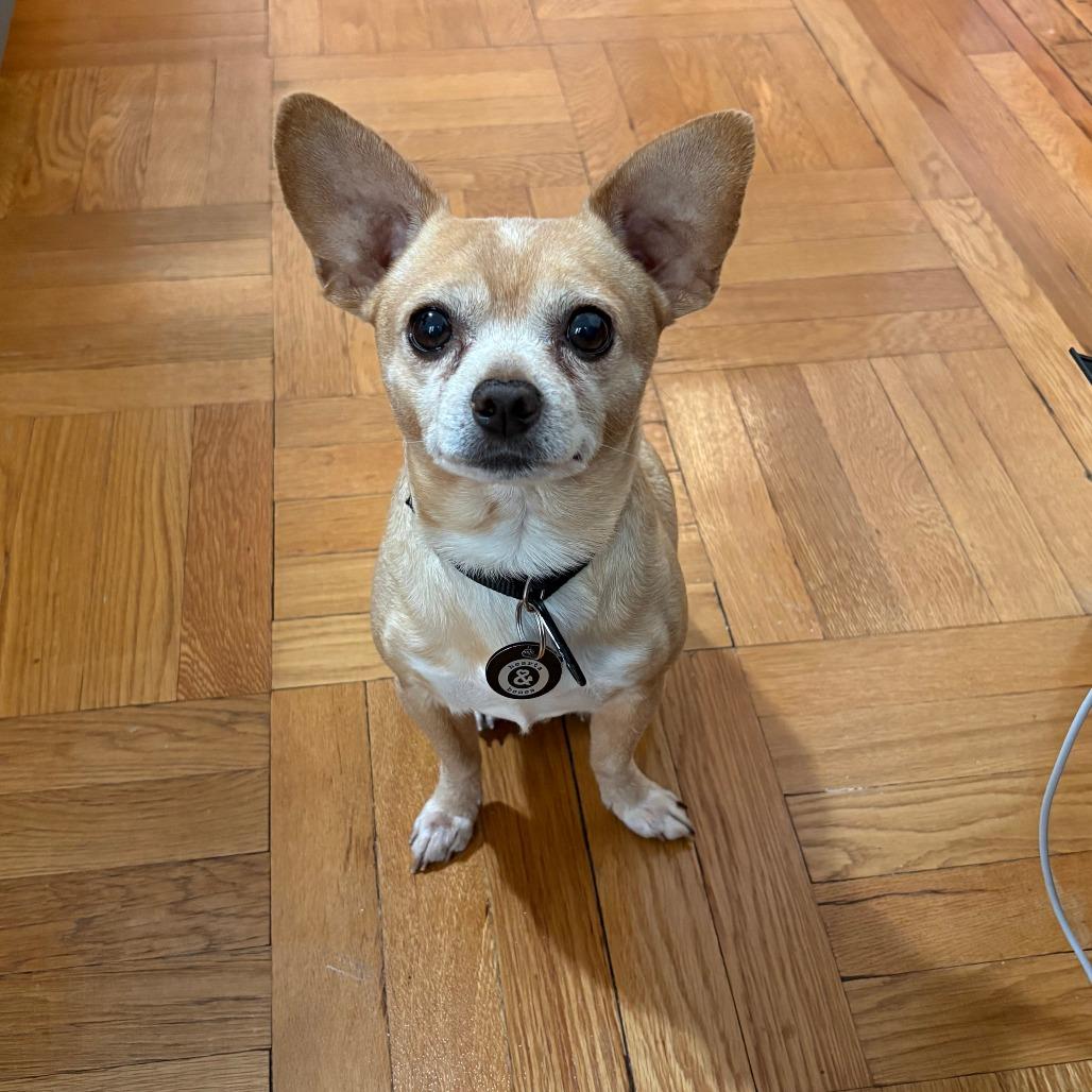 Herschel, a Adoptable Chihuahua in Brooklyn, NY image 5/6