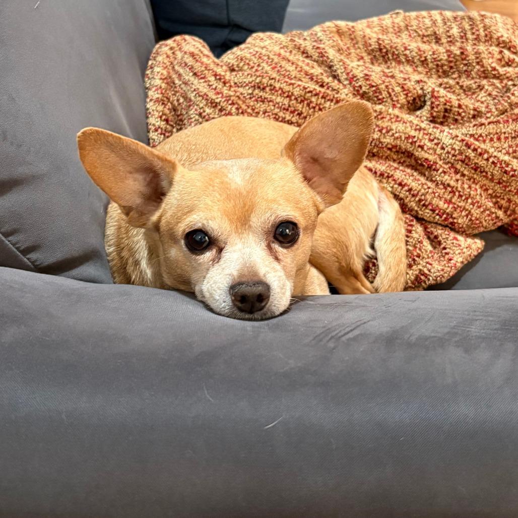 Herschel, a Adoptable Chihuahua in Brooklyn, NY image 6/6
