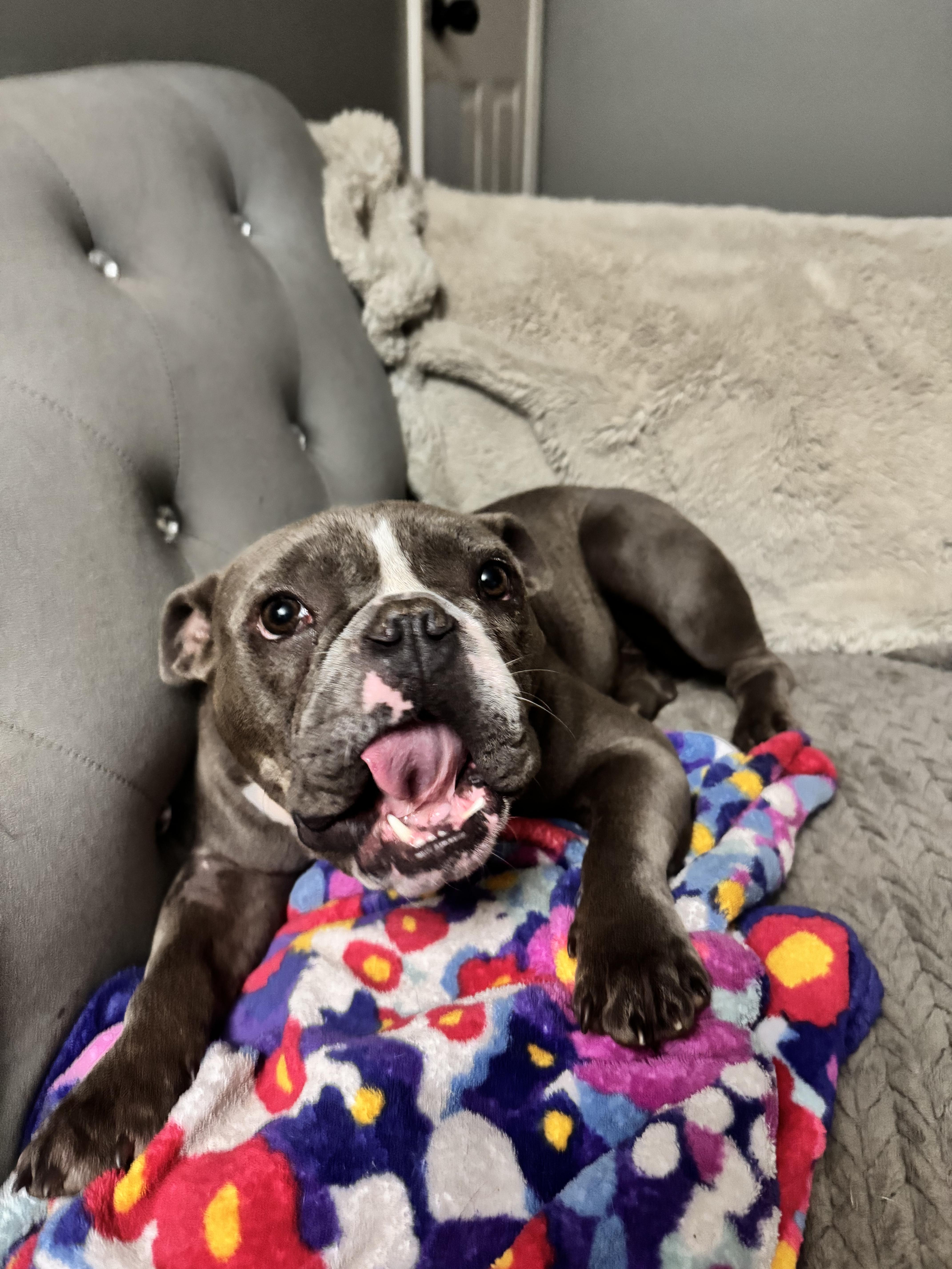 Pickles, ADOPTABLE, Adult Male Bulldog & French Bulldog.