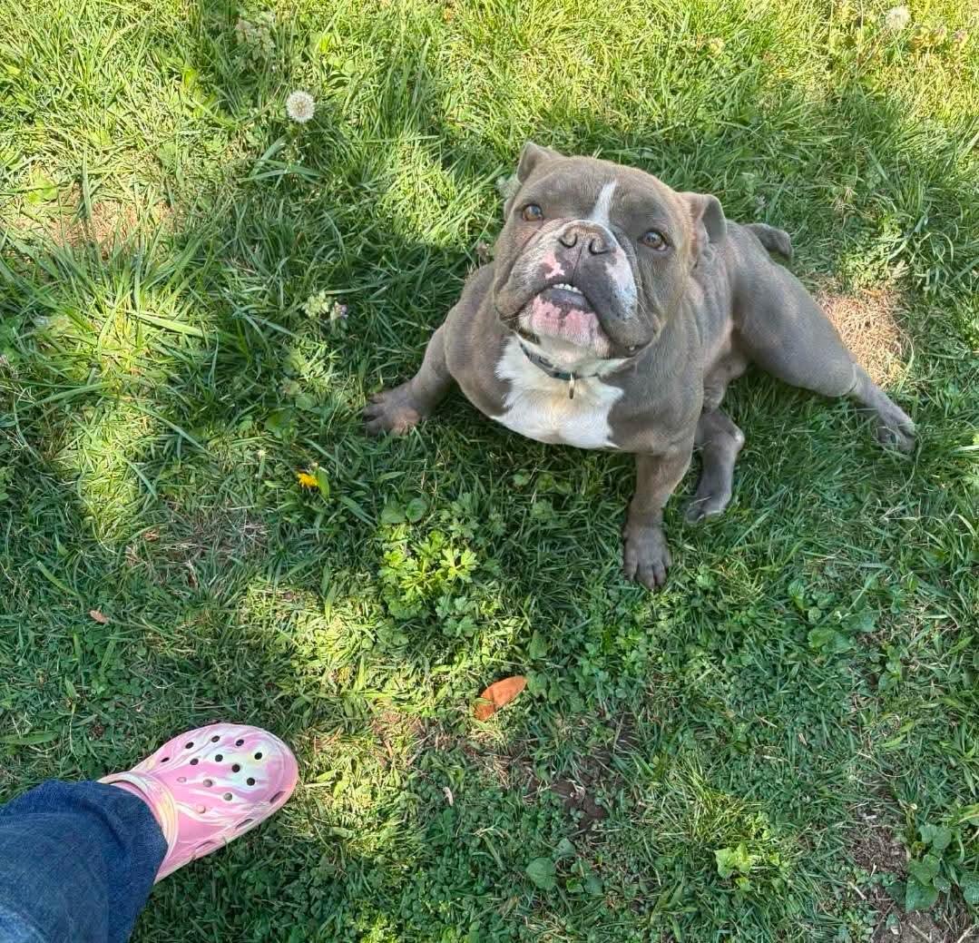 Enlarge Pickles, a ADOPTABLE mixed breed in Antioch, TN image 2/3