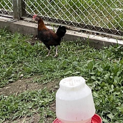 Enlarge Devon, a Adoptable Chicken in Quakertown, PA image 1/1