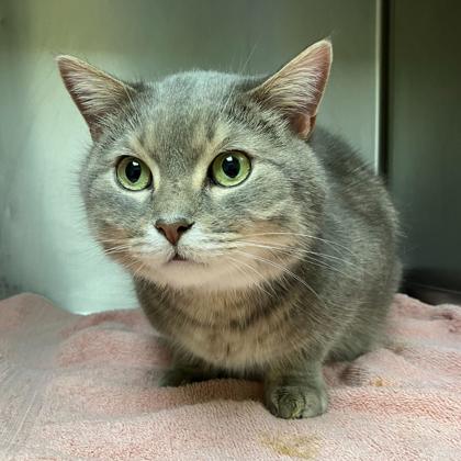 Coco, Adoptable, Adult Male Domestic Short Hair & Domestic Short Hair.