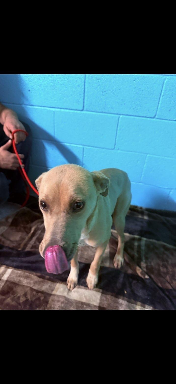 Frenchie, a ADOPTABLE Mixed Breed in Sunbright, TN image 3/3