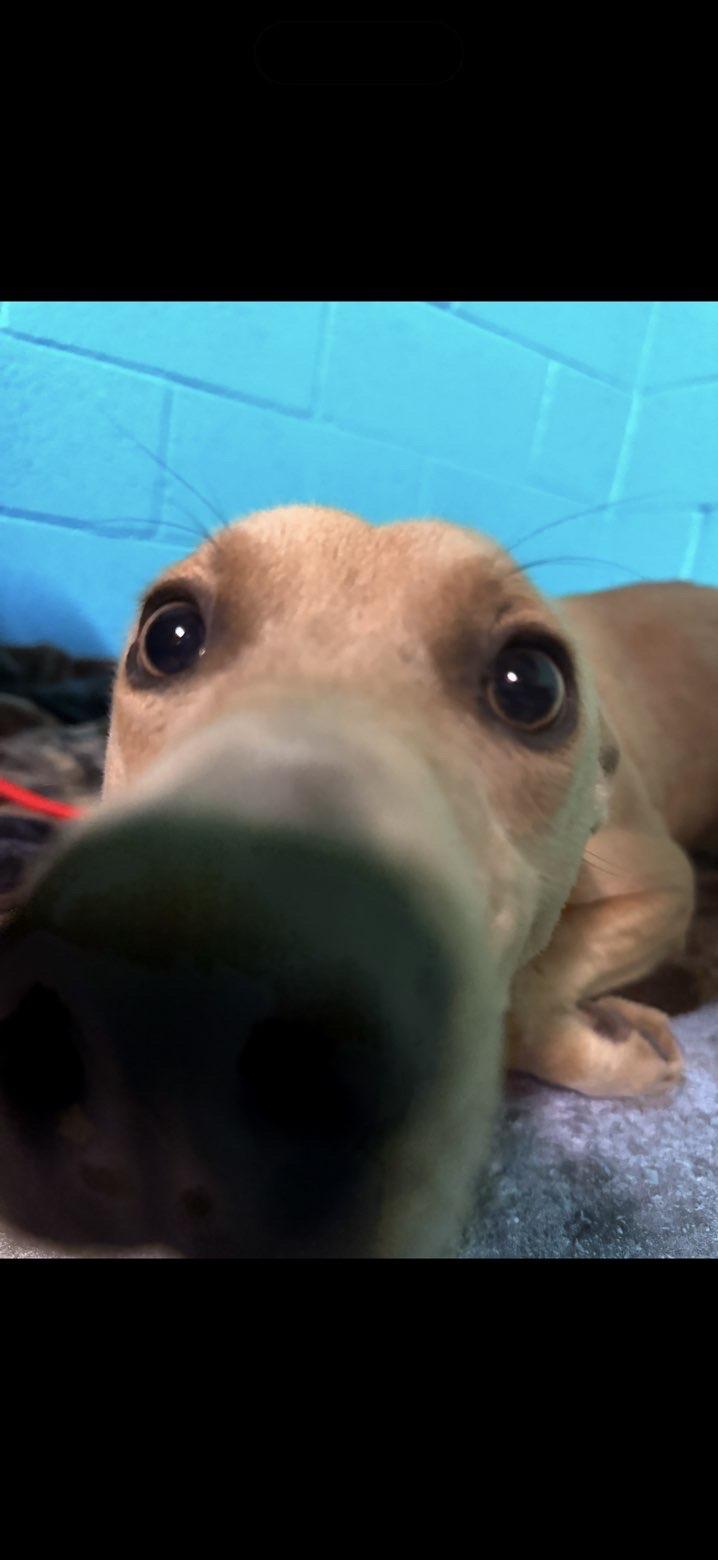 Frenchie, a ADOPTABLE Mixed Breed in Sunbright, TN image 2/3