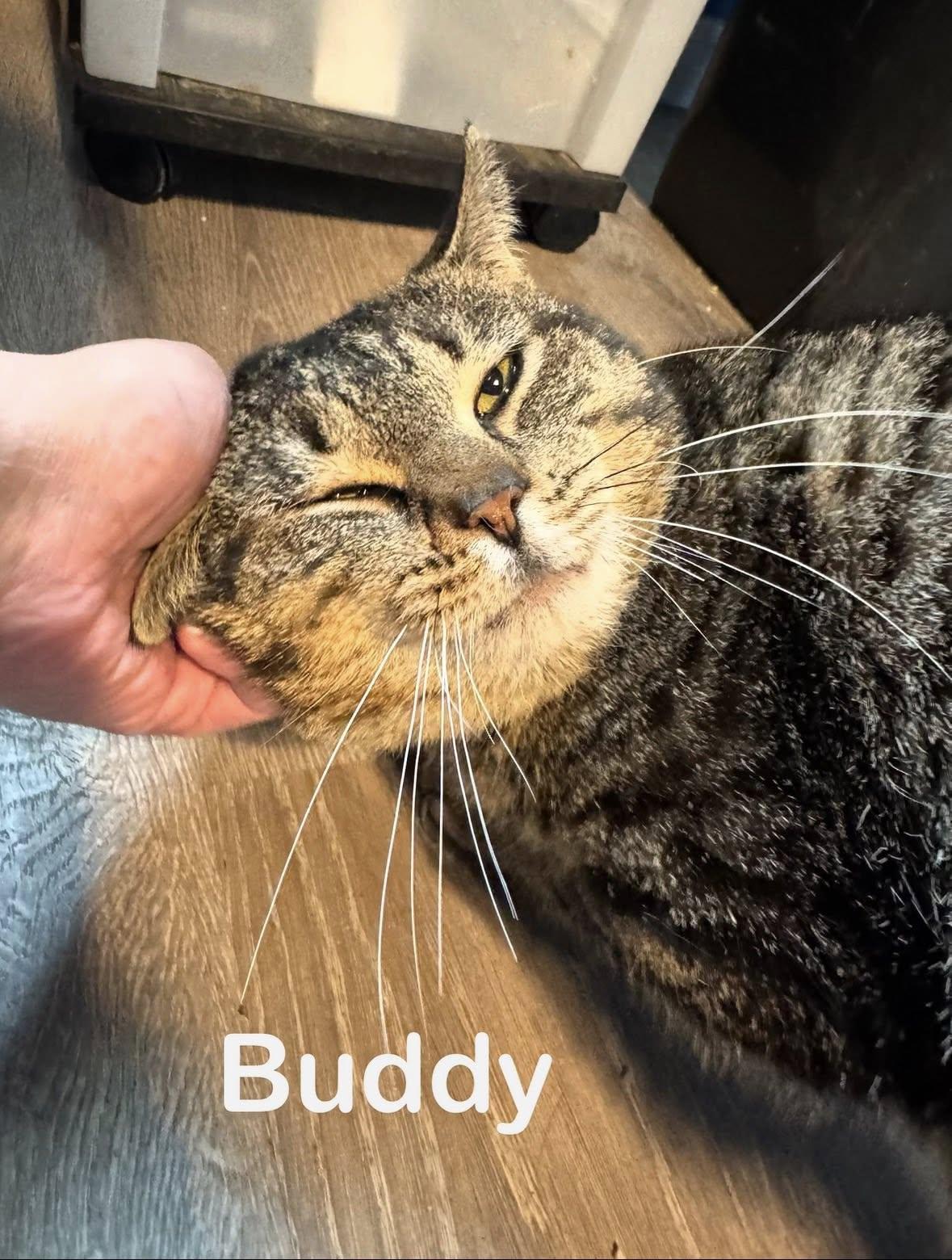 Enlarge Buddy, a ADOPTABLE Domestic Short Hair in Rochester, NY image 1/2