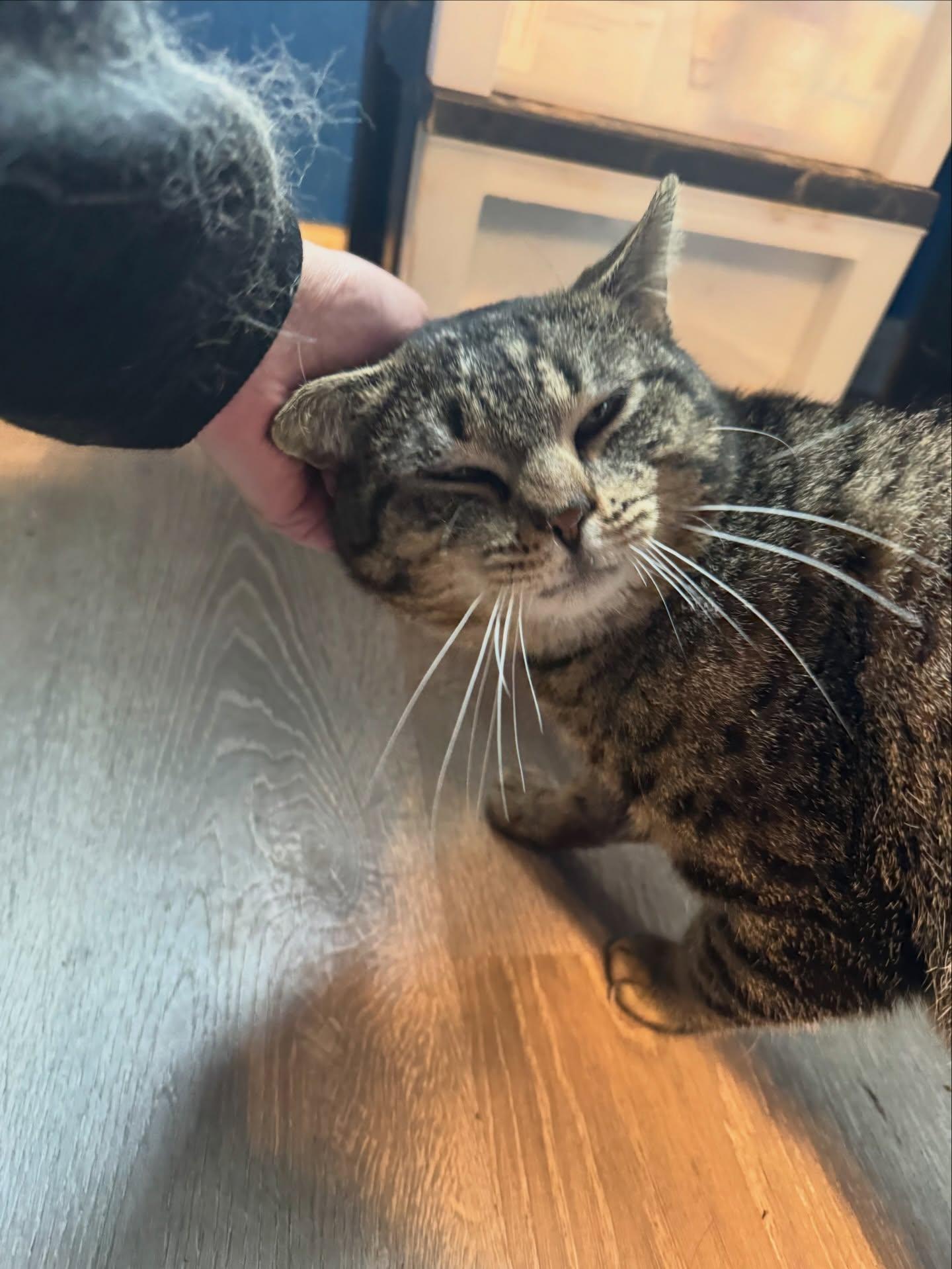 Enlarge Buddy, a ADOPTABLE Domestic Short Hair in Rochester, NY image 2/2