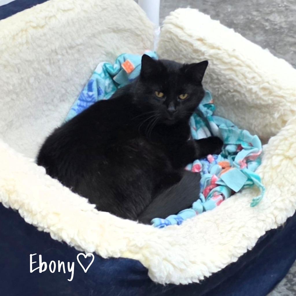 Ebony, a Adoptable mixed breed in Neosho, MO image 1/4