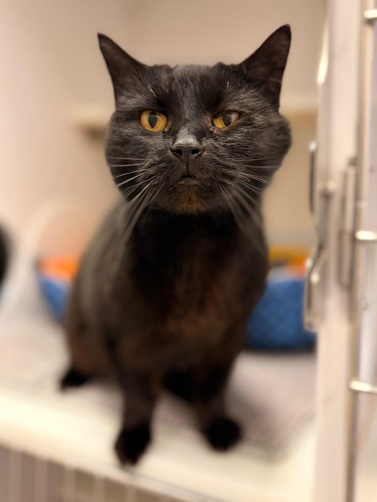 Ebony, Adoptable, Senior Female Domestic Medium Hair.