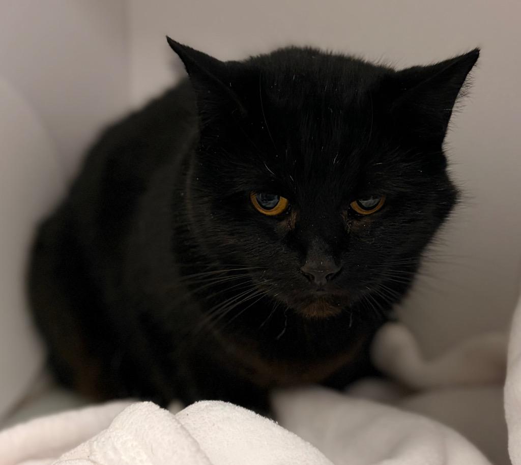 Enlarge Ebony, a Adoptable mixed breed in Neosho, MO image 3/3