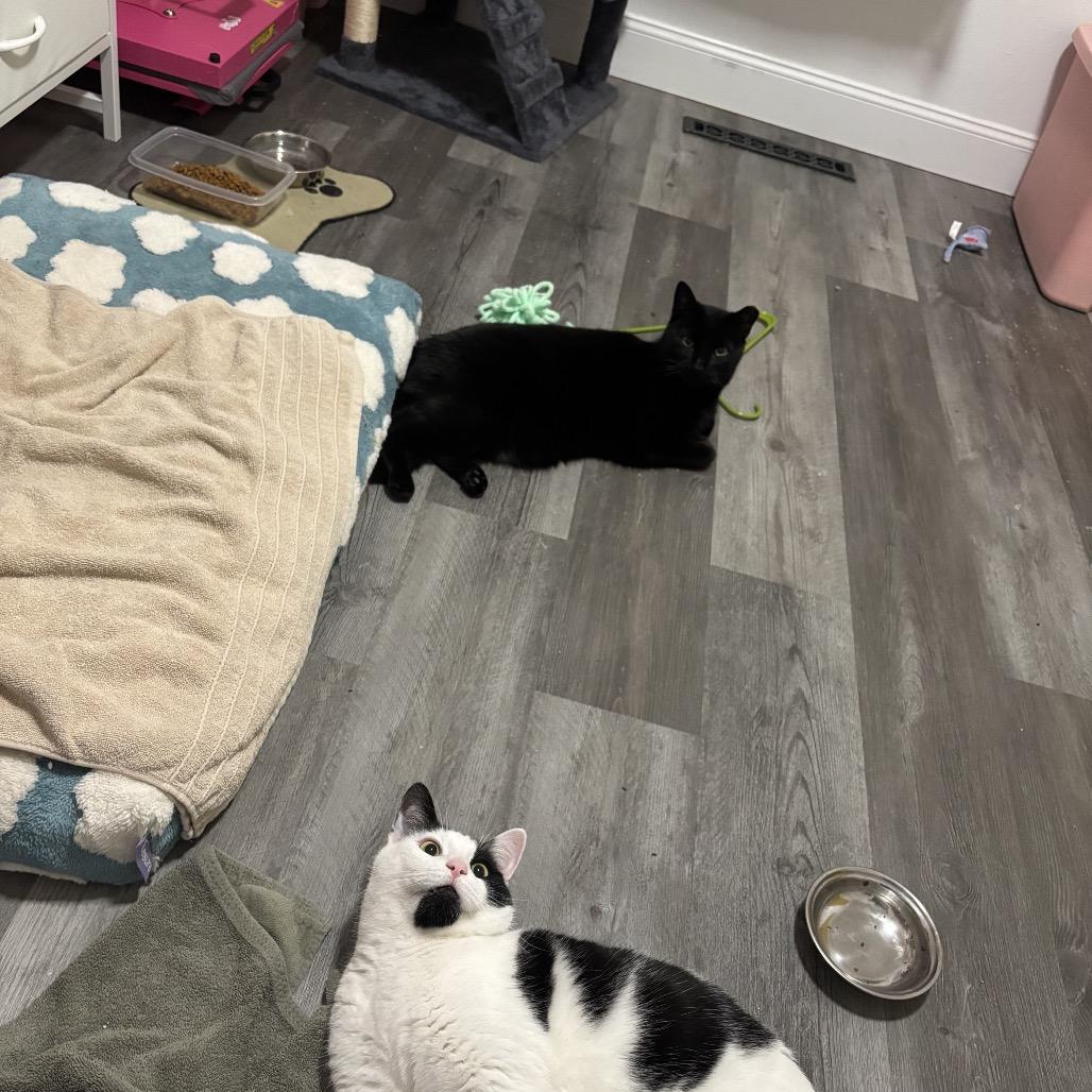 Boris, Adoptable, Adult Male Domestic Short Hair.