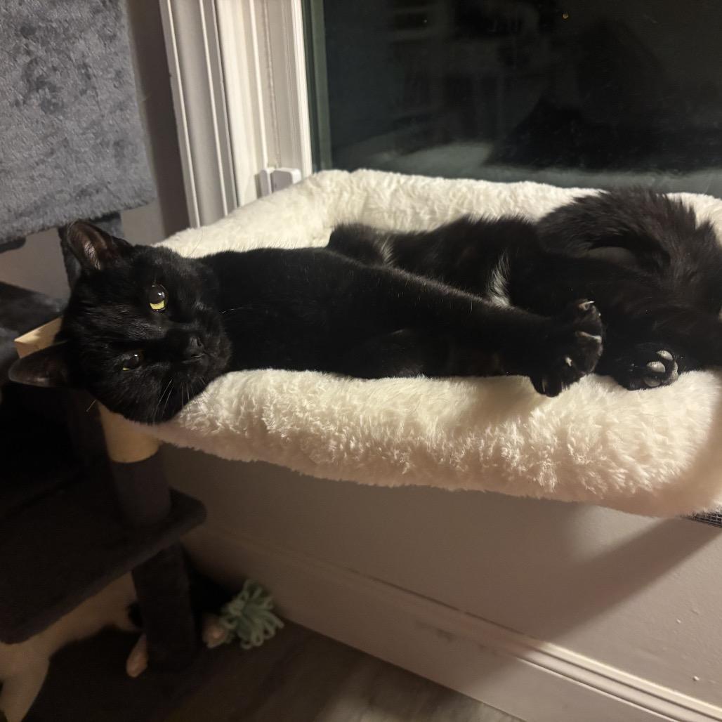 Enlarge Boris, a Adoptable Domestic Short Hair in Ferndale, MI image 2/6