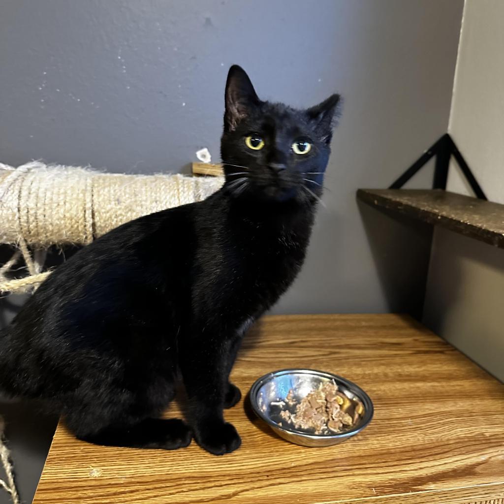 Enlarge Boris, a Adoptable Domestic Short Hair in Ferndale, MI image 3/6