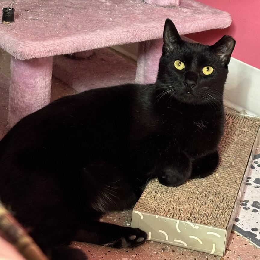 Enlarge Boris, a Adoptable Domestic Short Hair in Ferndale, MI image 4/6