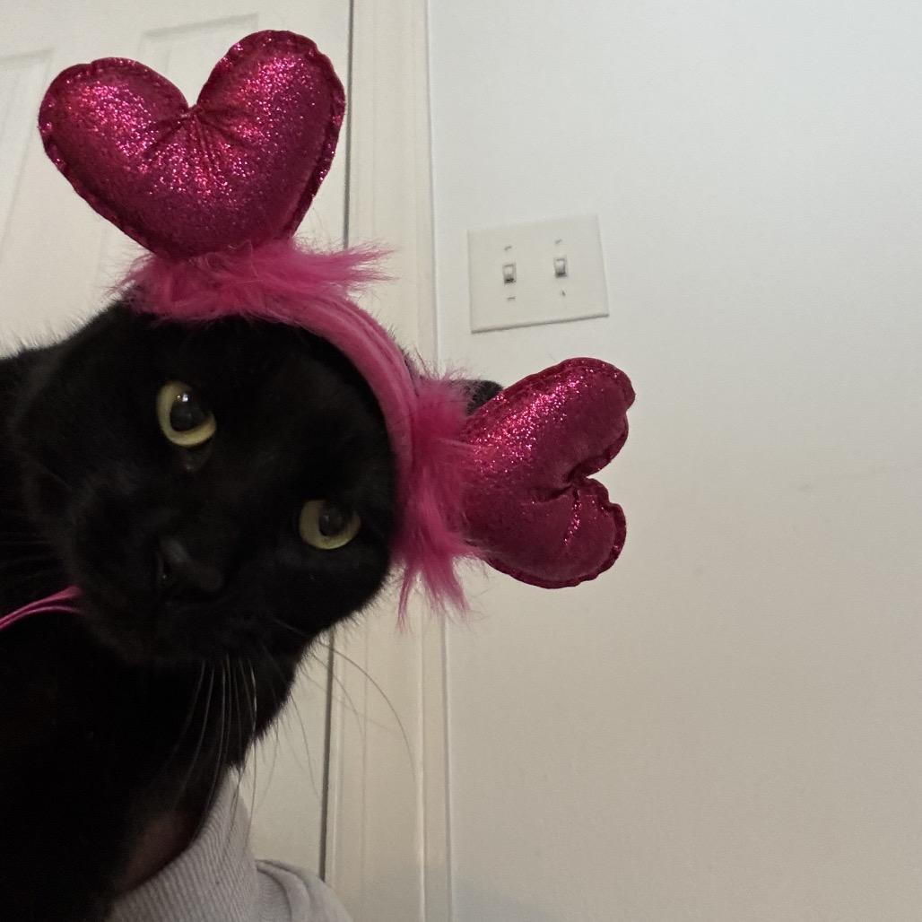 Enlarge Boris, a Adoptable Domestic Short Hair in Ferndale, MI image 5/6