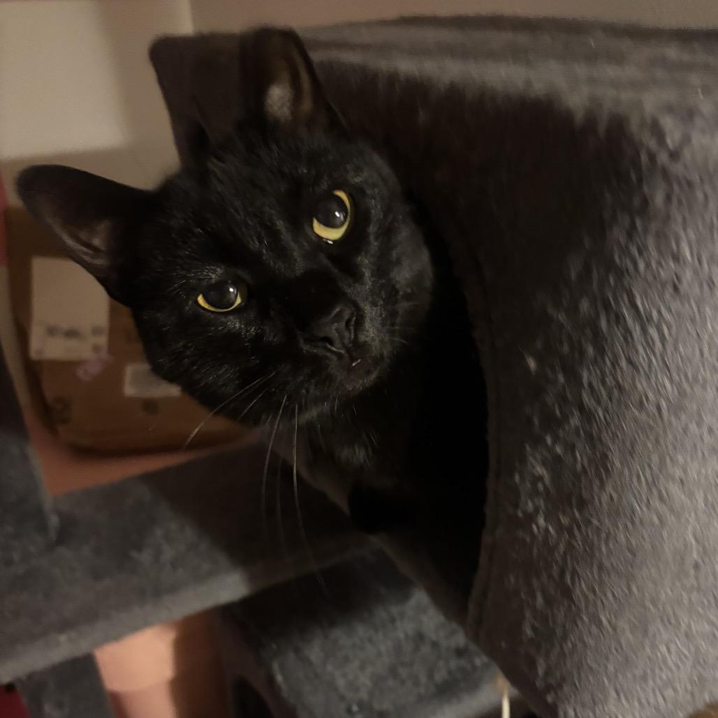 Enlarge Boris, a Adoptable Domestic Short Hair in Ferndale, MI image 6/6