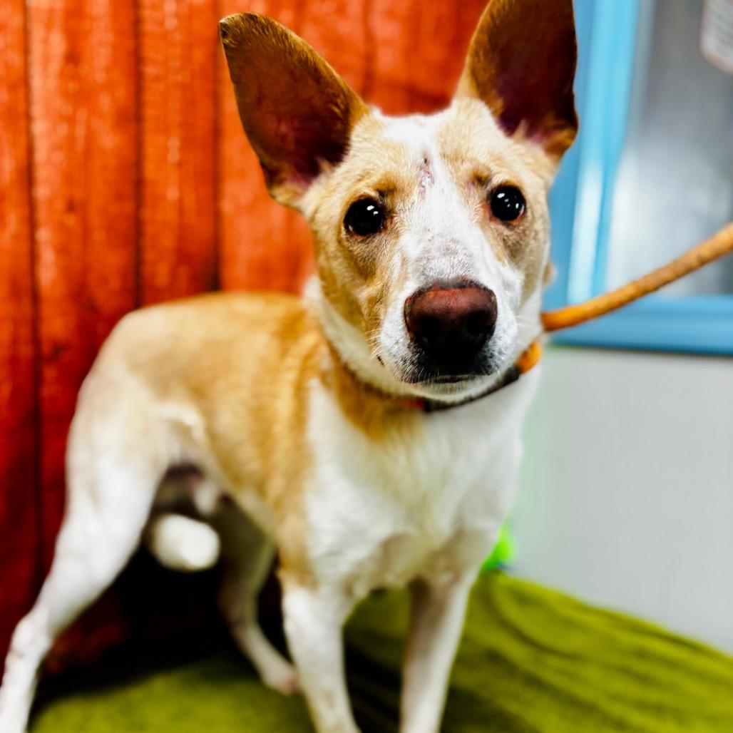 Enlarge Zip, a Adoptable mixed breed in Lebanon, MO image 1/4