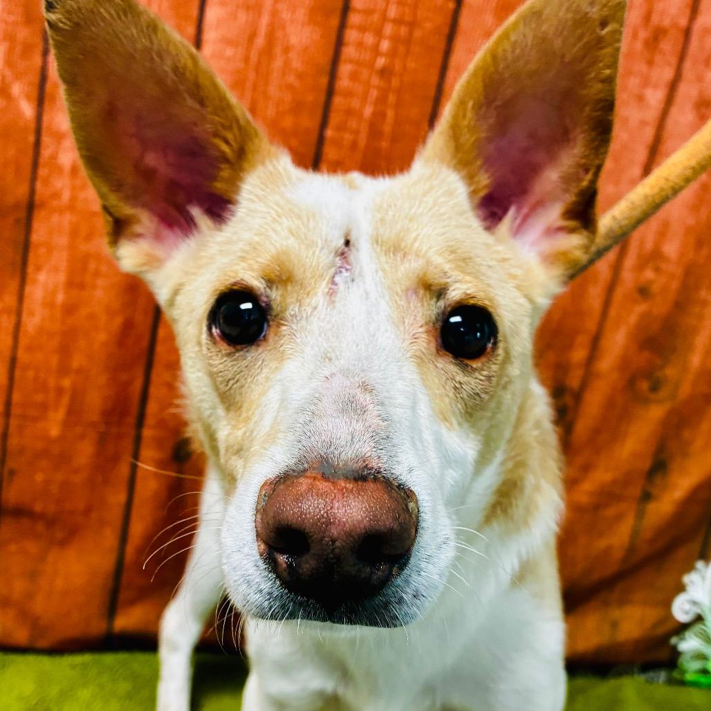 Enlarge Zip, a Adoptable mixed breed in Lebanon, MO image 2/4