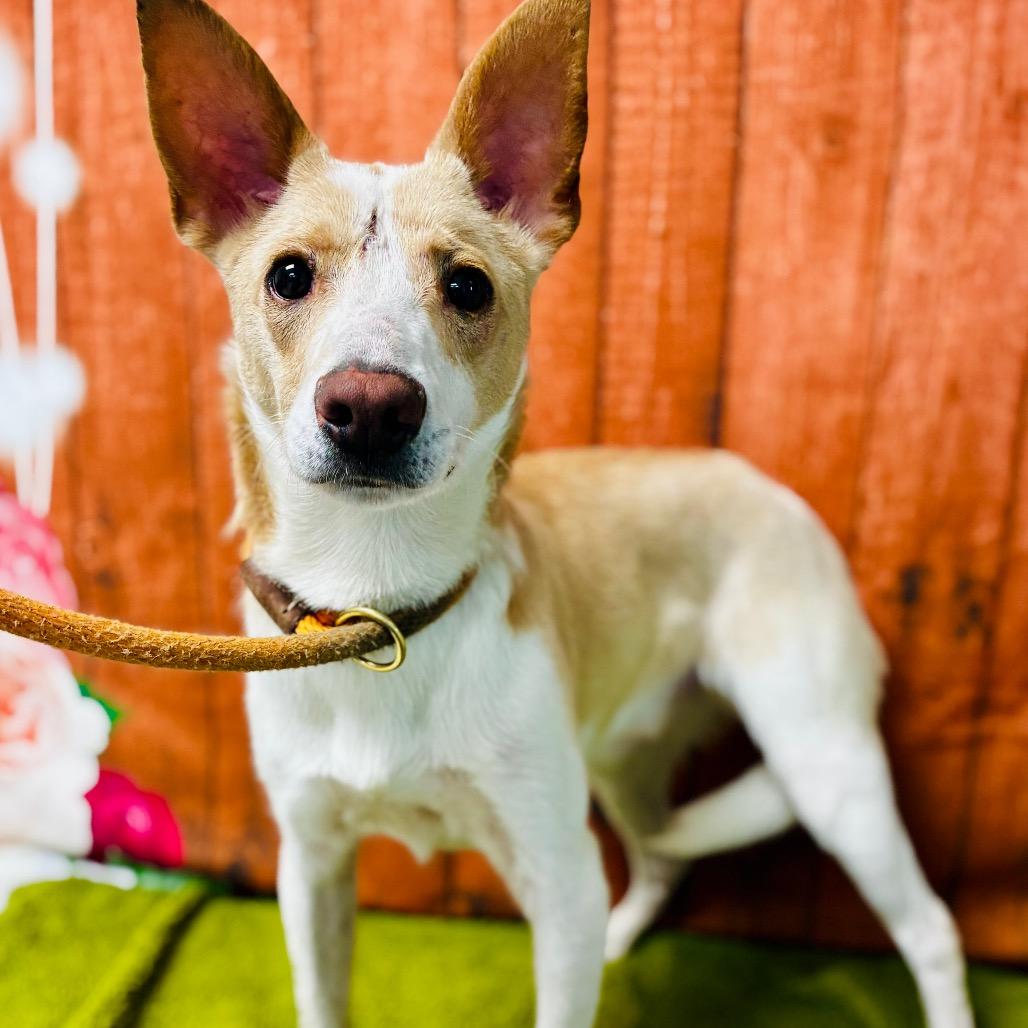 Enlarge Zip, a Adoptable mixed breed in Lebanon, MO image 3/4