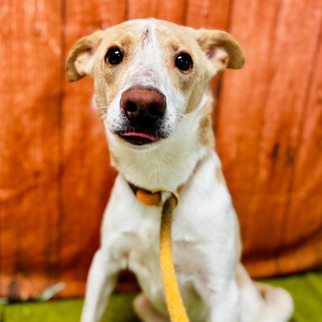 Enlarge Zip, a Adoptable mixed breed in Lebanon, MO image 4/4