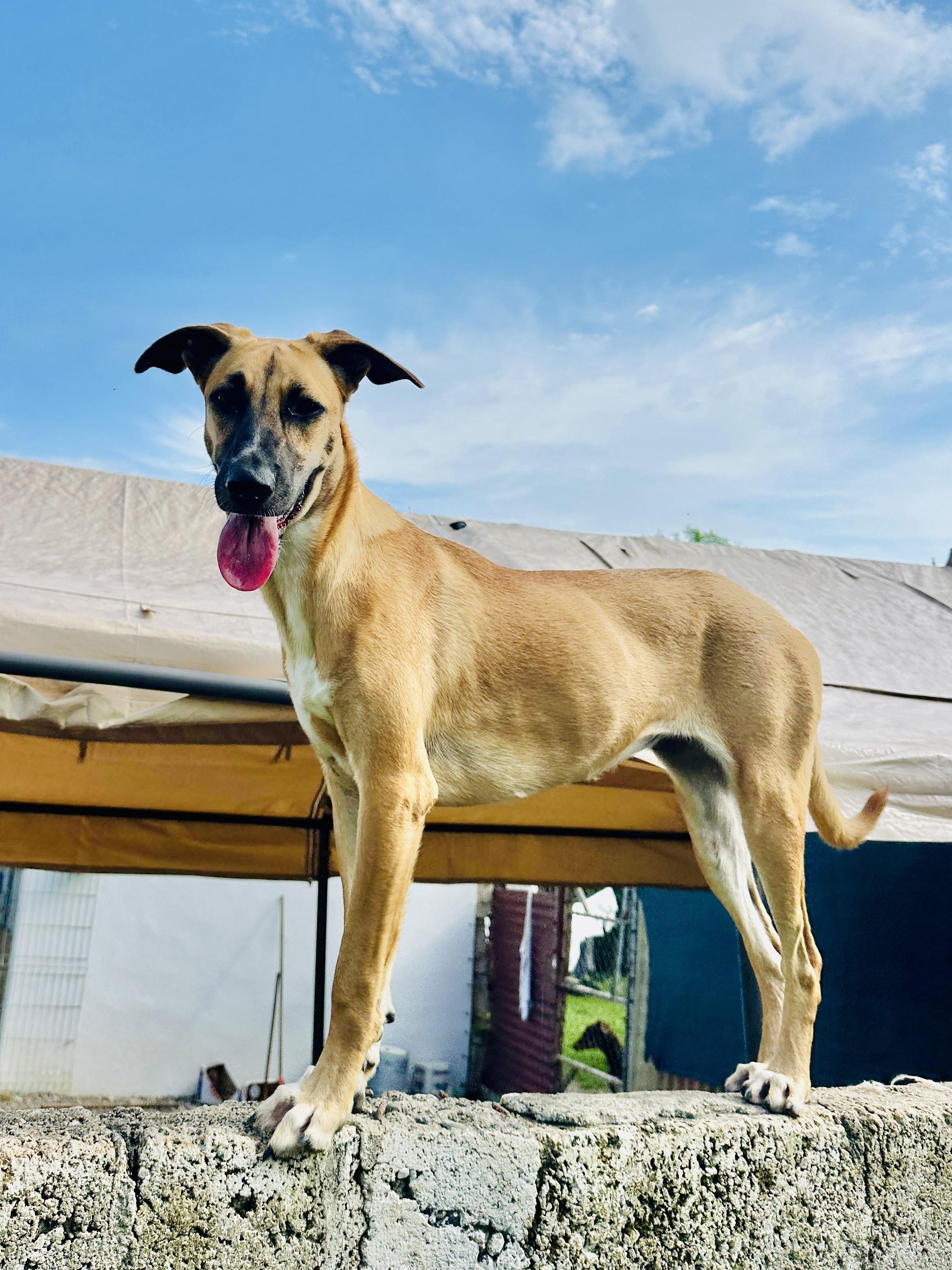 Enlarge Cassie, a Adoptable mixed breed in Brockville, ON image 1/6