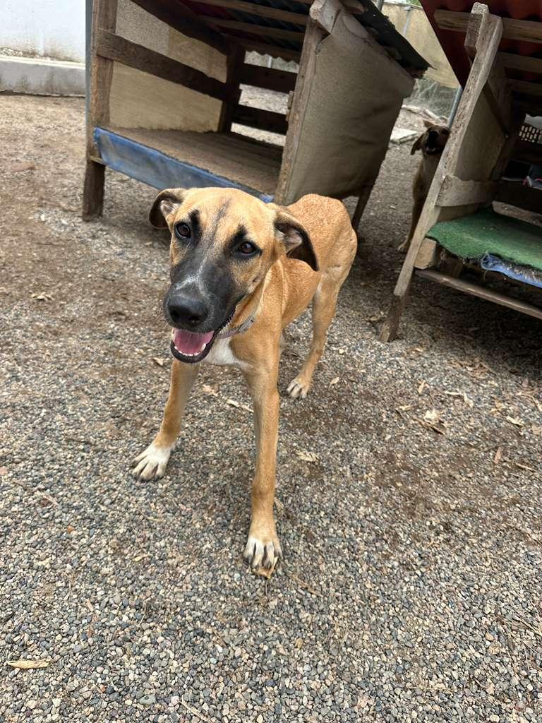 Enlarge Cassie, a Adoptable mixed breed in Brockville, ON image 6/6
